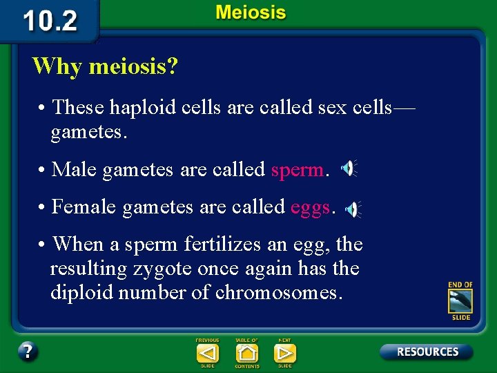 Why meiosis? • These haploid cells are called sex cells— gametes. • Male gametes