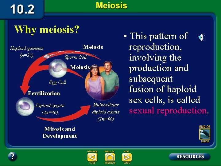 Why meiosis? Meiosis Haploid gametes (n=23) Sperm Cell Meiosis Egg Cell Fertilization Diploid zygote