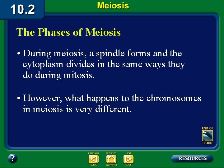 The Phases of Meiosis • During meiosis, a spindle forms and the cytoplasm divides