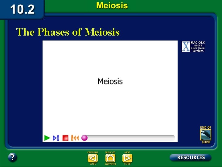 The Phases of Meiosis 