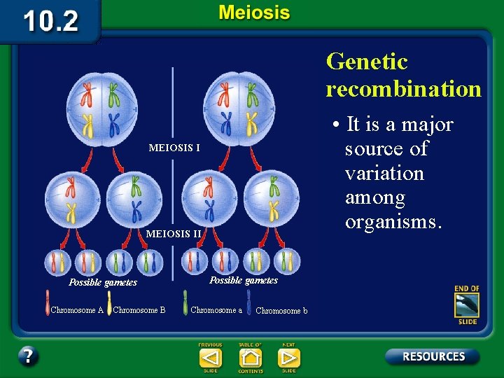 Genetic recombination • It is a major source of variation among organisms. MEIOSIS II