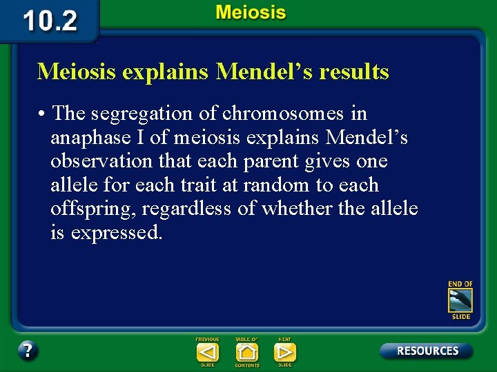 Meiosis explains Mendel’s results • The segregation of chromosomes in anaphase I of meiosis