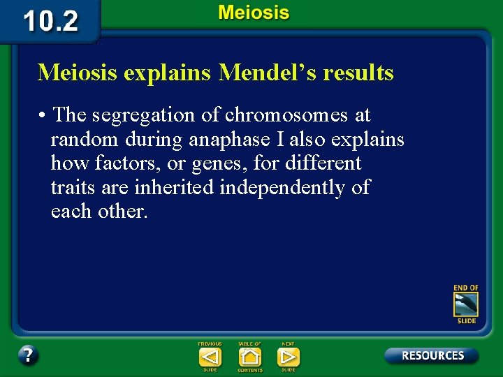 Meiosis explains Mendel’s results • The segregation of chromosomes at random during anaphase I