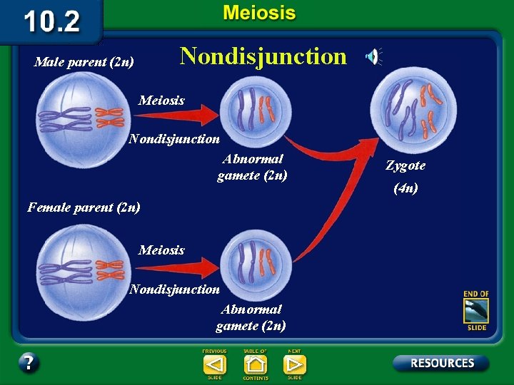 Nondisjunction Male parent (2 n) Meiosis Nondisjunction Abnormal gamete (2 n) Female parent (2