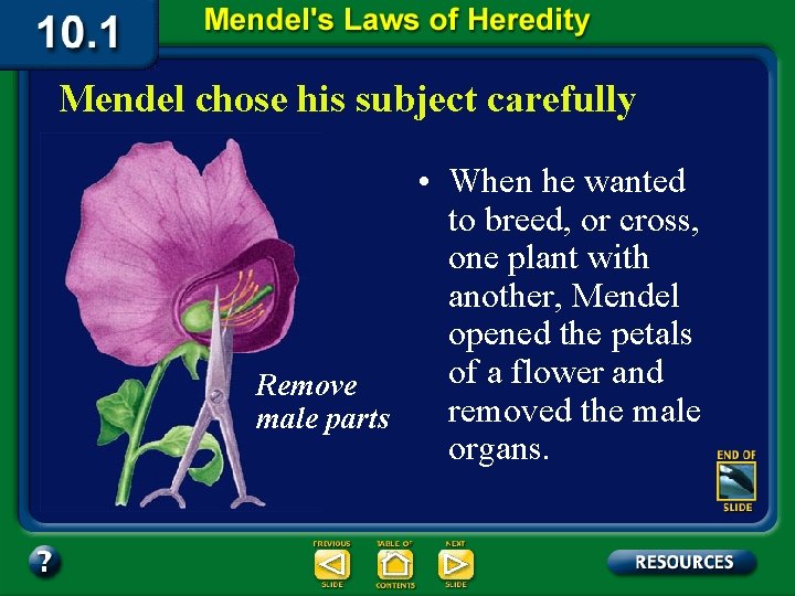 Mendel chose his subject carefully • When he wanted to breed, or cross, one
