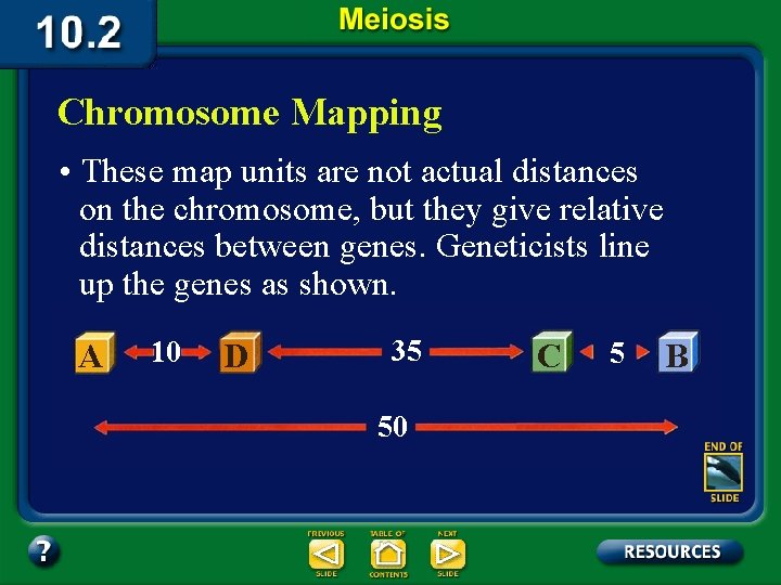 Chromosome Mapping • These map units are not actual distances on the chromosome, but