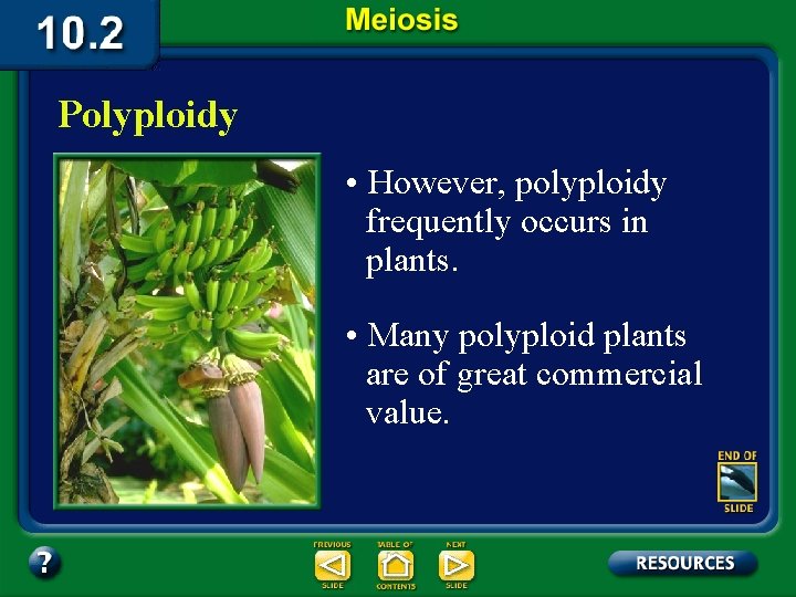 Polyploidy • However, polyploidy frequently occurs in plants. • Many polyploid plants are of