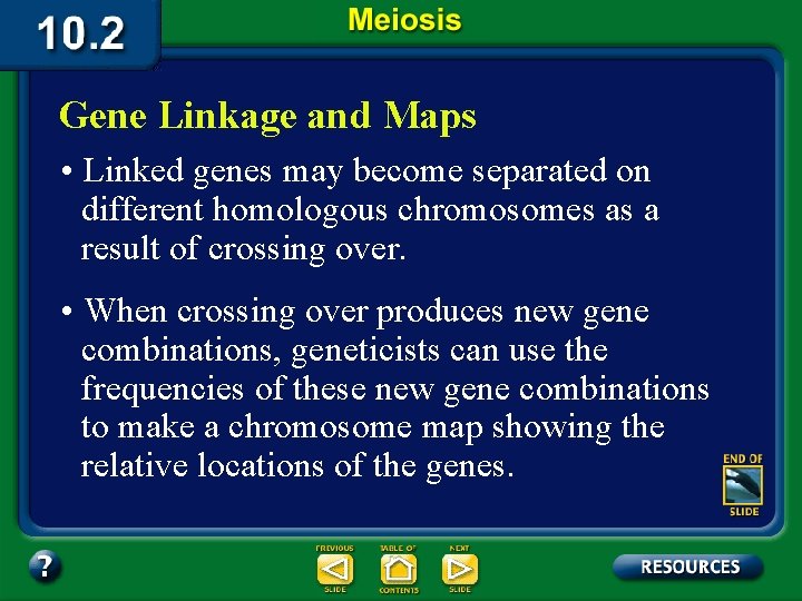 Gene Linkage and Maps • Linked genes may become separated on different homologous chromosomes