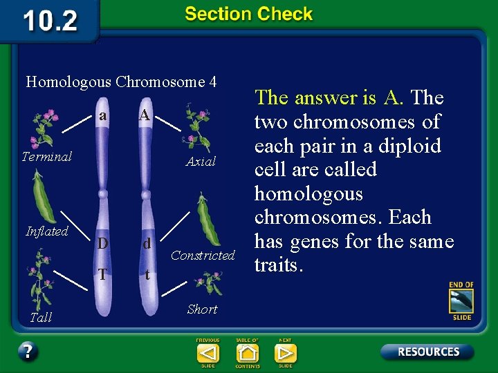 Homologous Chromosome 4 a A Terminal Inflated Tall Axial D d T t Constricted