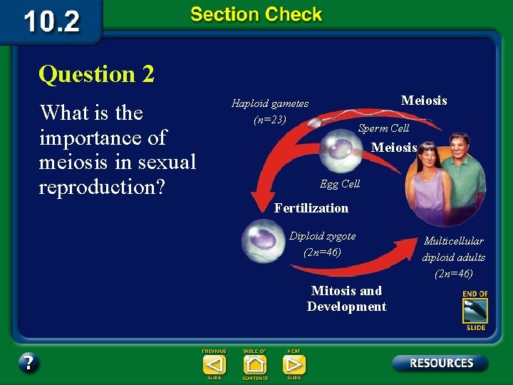 Question 2 What is the importance of meiosis in sexual reproduction? Meiosis Haploid gametes