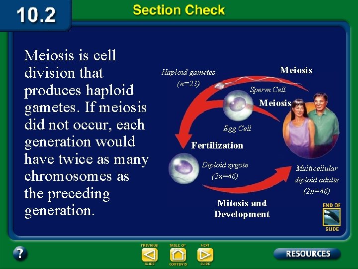 Meiosis is cell division that produces haploid gametes. If meiosis did not occur, each