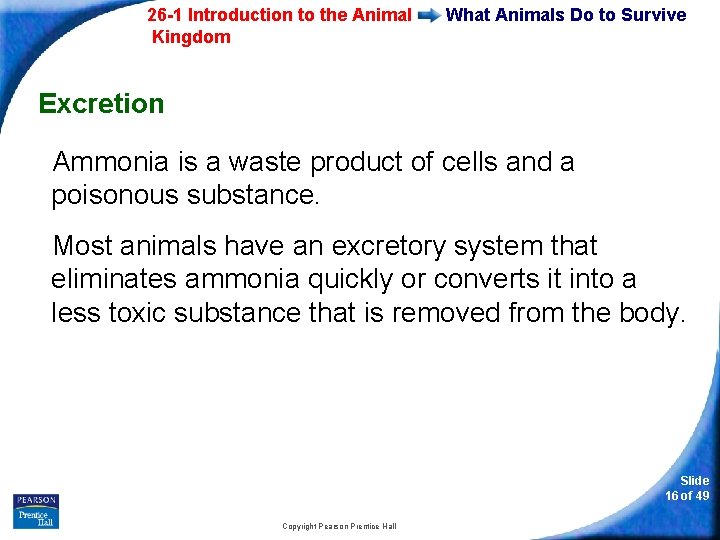 26 -1 Introduction to the Animal Kingdom What Animals Do to Survive Excretion Ammonia