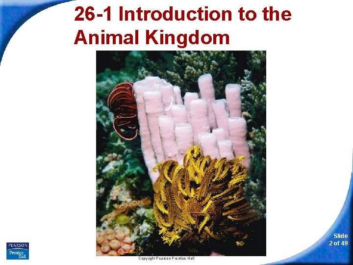 26 -1 Introduction to the Animal Kingdom Slide 2 of 49 Copyright Pearson Prentice