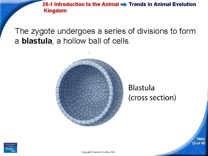 26 -1 Introduction to the Animal Kingdom Trends in Animal Evolution The zygote undergoes