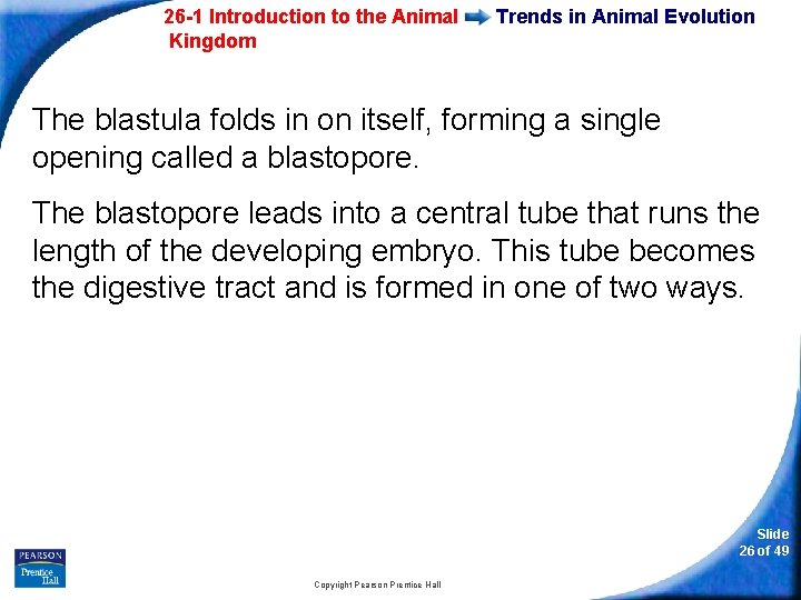 26 -1 Introduction to the Animal Kingdom Trends in Animal Evolution The blastula folds