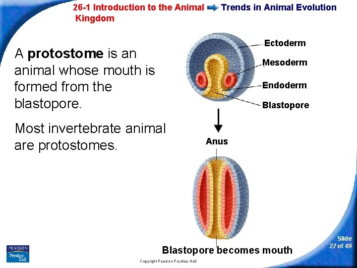 26 -1 Introduction to the Animal Kingdom Trends in Animal Evolution Ectoderm A protostome