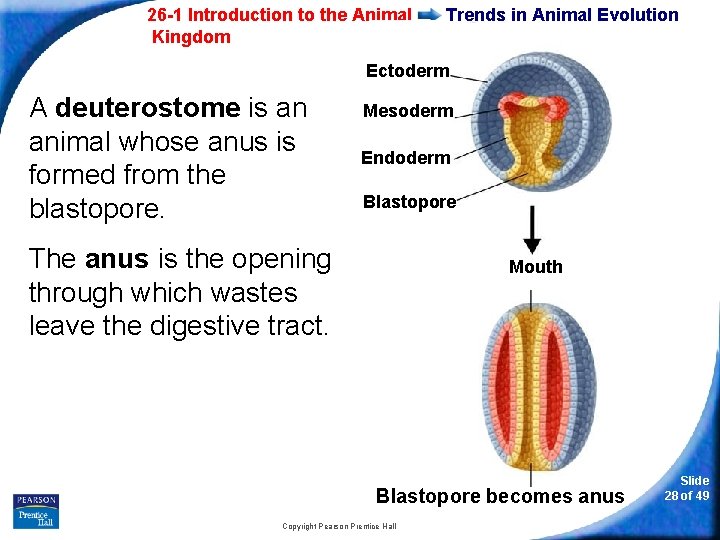26 -1 Introduction to the Animal Kingdom Trends in Animal Evolution Ectoderm A deuterostome