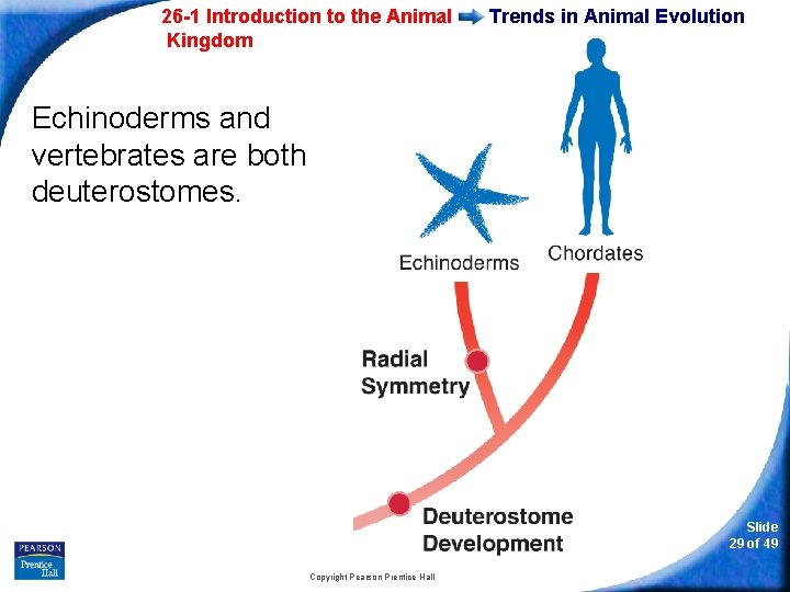26 -1 Introduction to the Animal Kingdom Trends in Animal Evolution Echinoderms and vertebrates