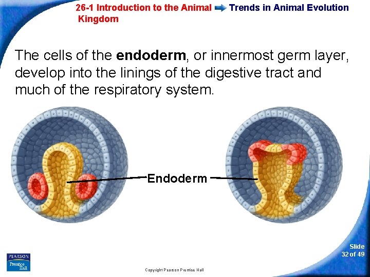 26 -1 Introduction to the Animal Kingdom Trends in Animal Evolution The cells of