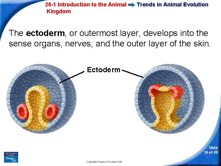 26 -1 Introduction to the Animal Kingdom Trends in Animal Evolution The ectoderm, or