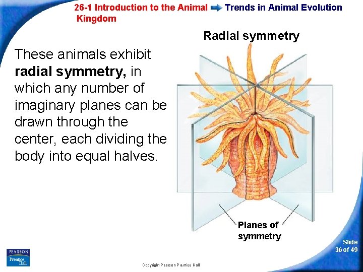 26 -1 Introduction to the Animal Kingdom Trends in Animal Evolution Radial symmetry These