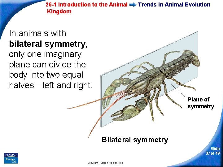 26 -1 Introduction to the Animal Kingdom Trends in Animal Evolution In animals with