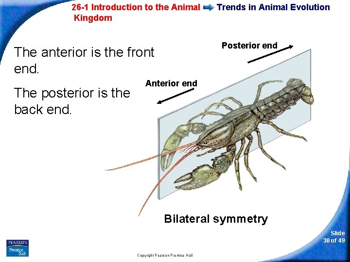 26 -1 Introduction to the Animal Kingdom Posterior end The anterior is the front