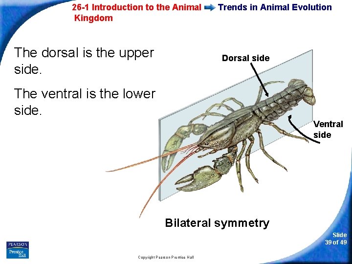 26 -1 Introduction to the Animal Kingdom The dorsal is the upper side. Trends