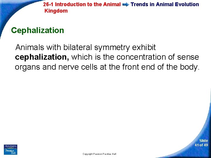 26 -1 Introduction to the Animal Kingdom Trends in Animal Evolution Cephalization Animals with