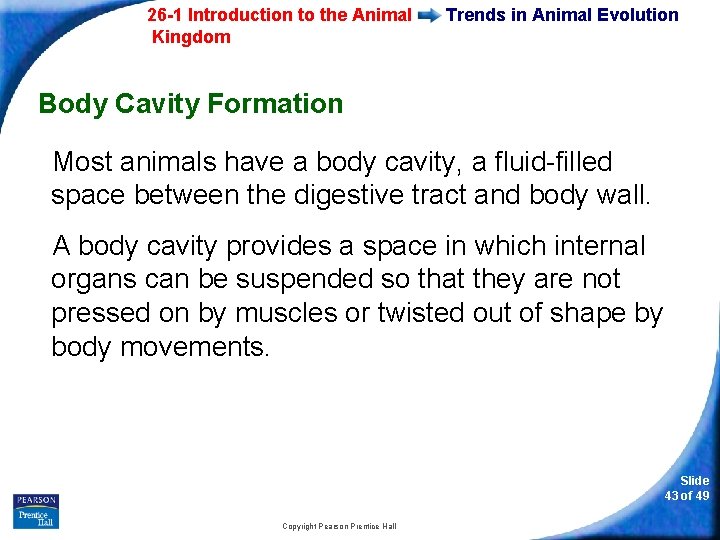26 -1 Introduction to the Animal Kingdom Trends in Animal Evolution Body Cavity Formation