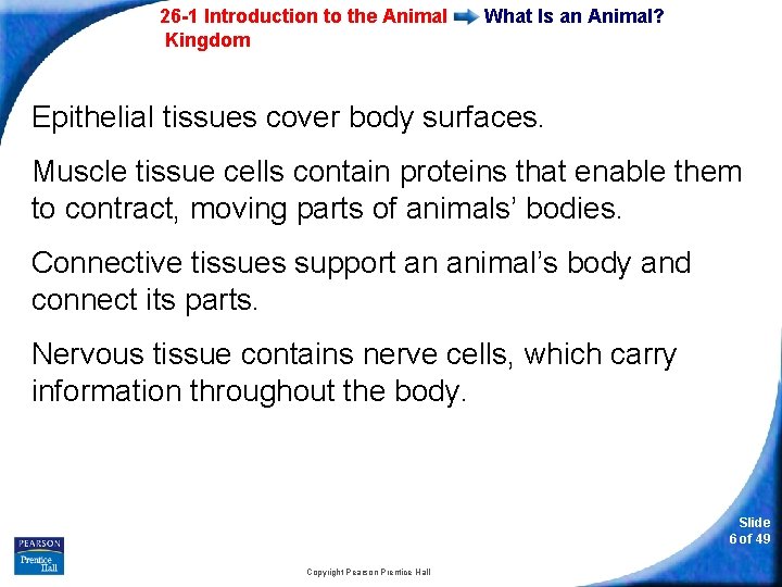 26 -1 Introduction to the Animal Kingdom What Is an Animal? Epithelial tissues cover