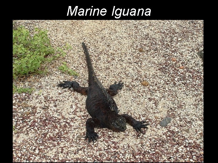 Marine Iguana 