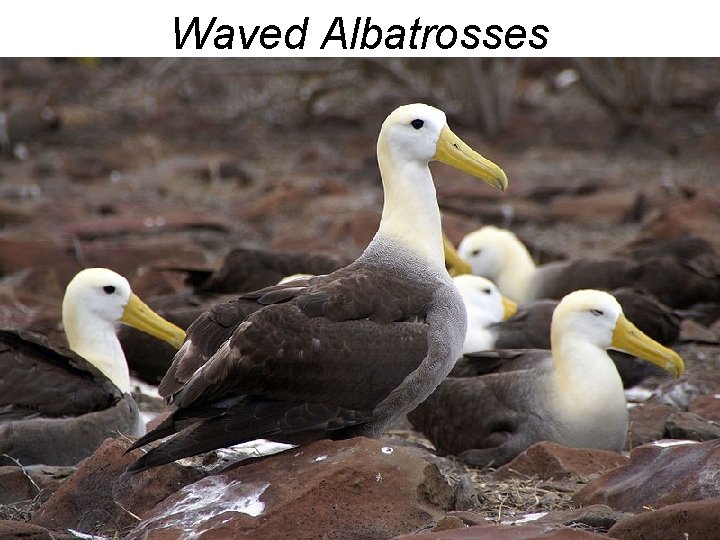 Waved Albatrosses 