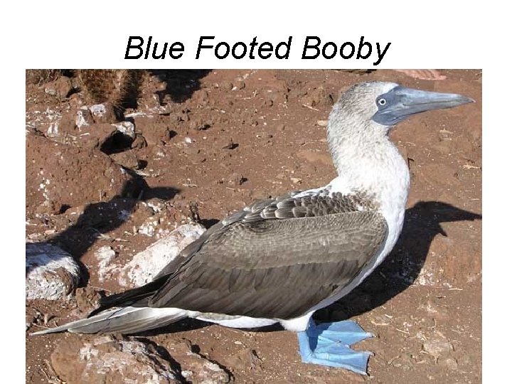 Blue Footed Booby 