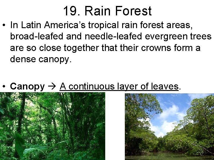 19. Rain Forest • In Latin America’s tropical rain forest areas, broad-leafed and needle-leafed