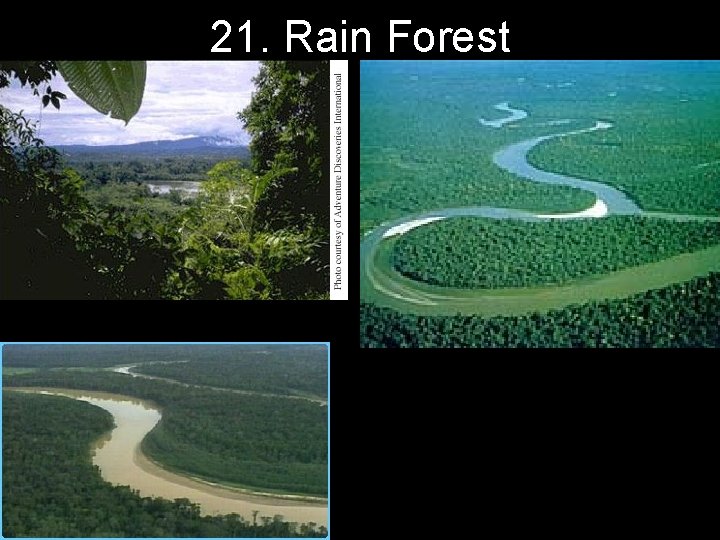 21. Rain Forest 