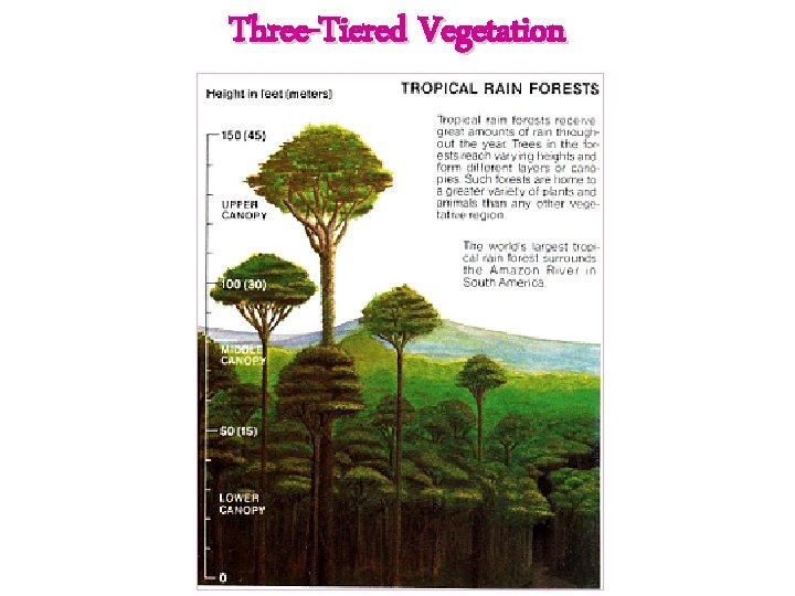 Three-Tiered Vegetation 