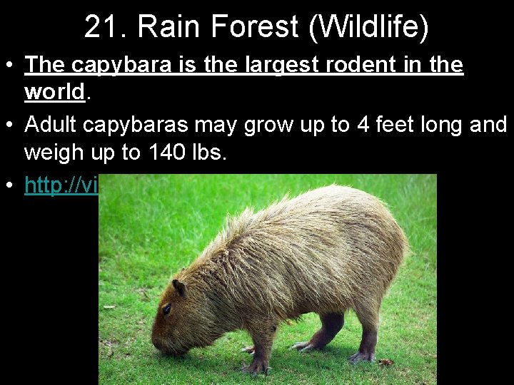 21. Rain Forest (Wildlife) • The capybara is the largest rodent in the world.