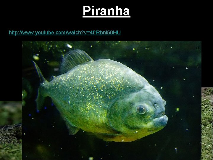 Piranha http: //www. youtube. com/watch? v=4 fr. Rbnl 50 HU 