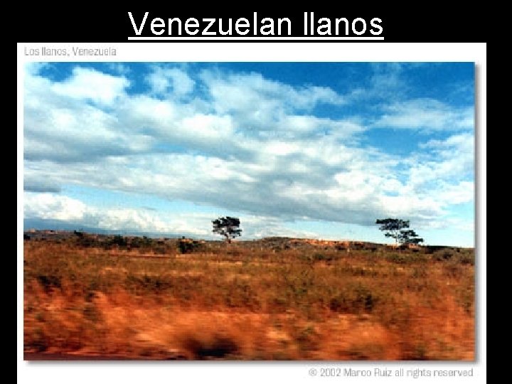 Venezuelan llanos 