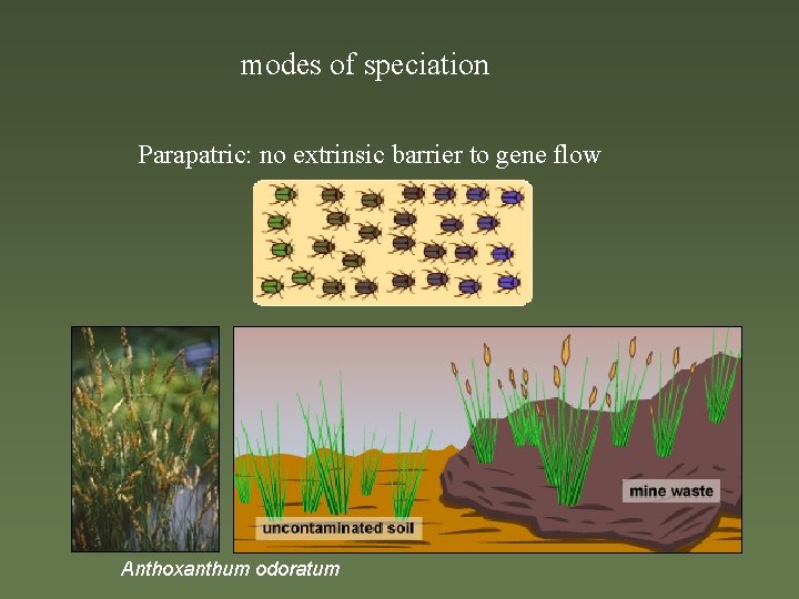 modes of speciation Parapatric: no extrinsic barrier to gene flow Anthoxanthum odoratum 