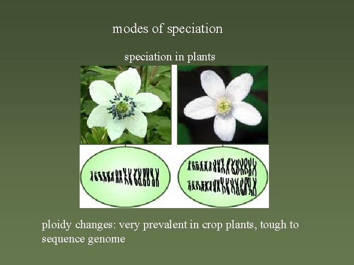 modes of speciation in plants ploidy changes: very prevalent in crop plants, tough to