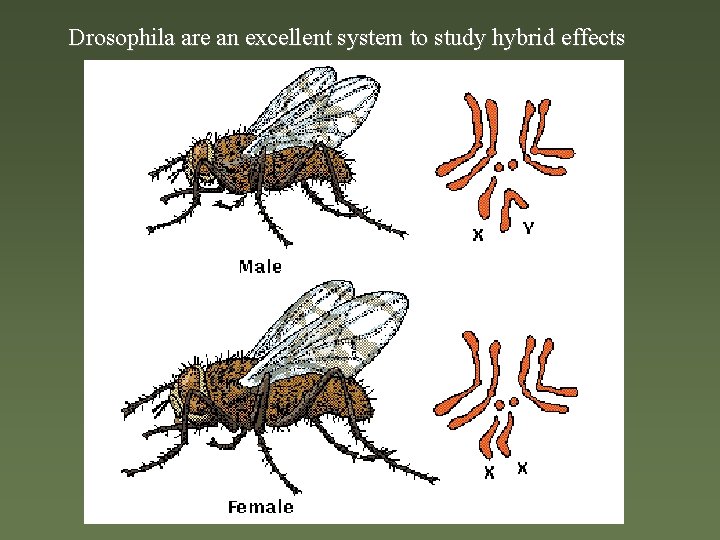 Drosophila are an excellent system to study hybrid effects 