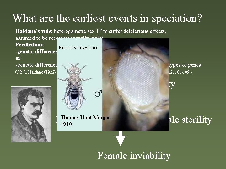 What are the earliest events in speciation? Haldane’s rule: heterogametic sex 1 st to