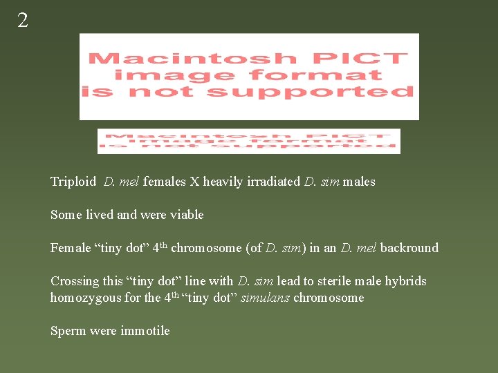 2 Triploid D. mel females X heavily irradiated D. sim males Some lived and