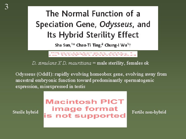 3 D. simulans X D. mauritiana = male sterility, females ok Odysseus (Ods. H):