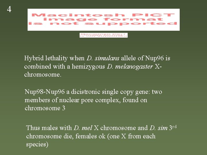 4 Hybrid lethality when D. simulans allele of Nup 96 is combined with a