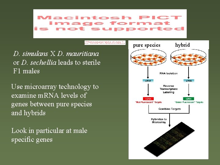 pure species D. simulans X D. mauritiana or D. sechellia leads to sterile F