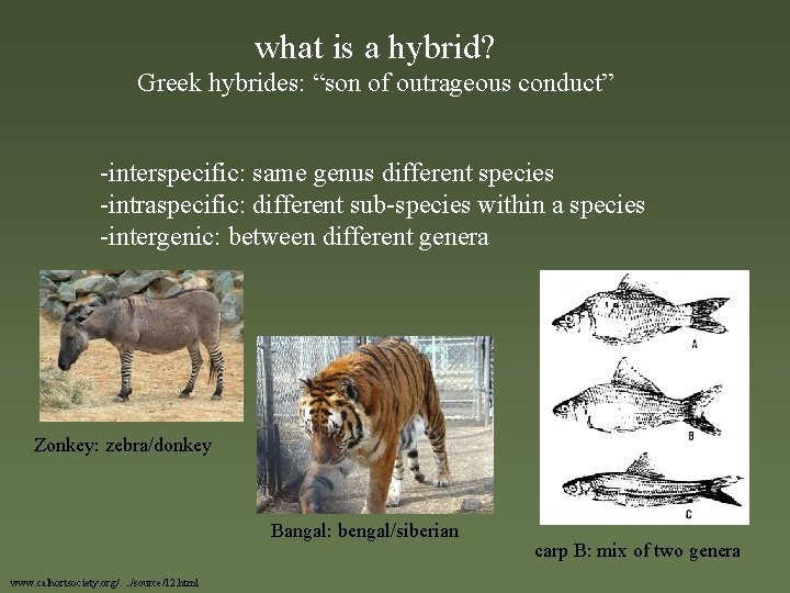 what is a hybrid? Greek hybrides: “son of outrageous conduct” -interspecific: same genus different