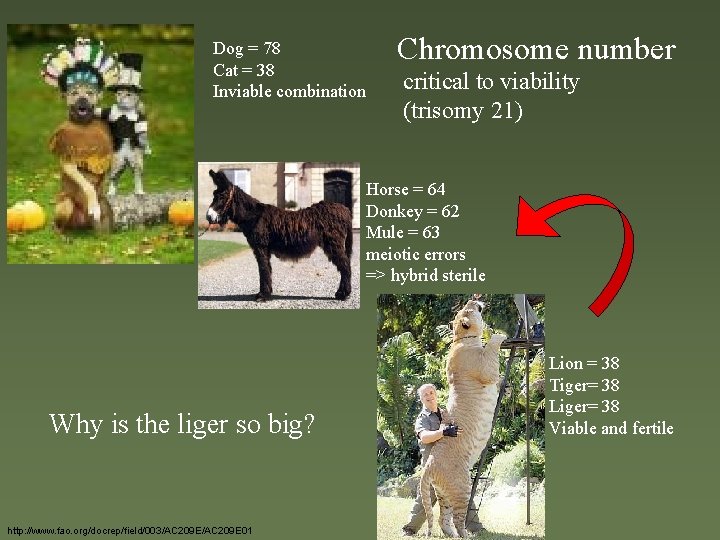 Dog = 78 Cat = 38 Inviable combination Chromosome number critical to viability (trisomy